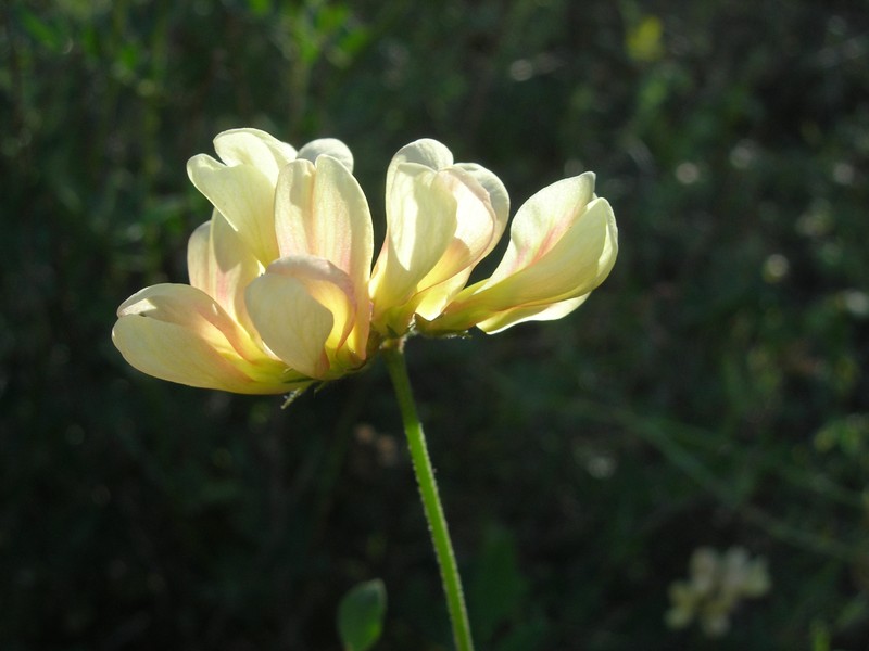 Chaparral Bird's-Foot Trefoil photo 2