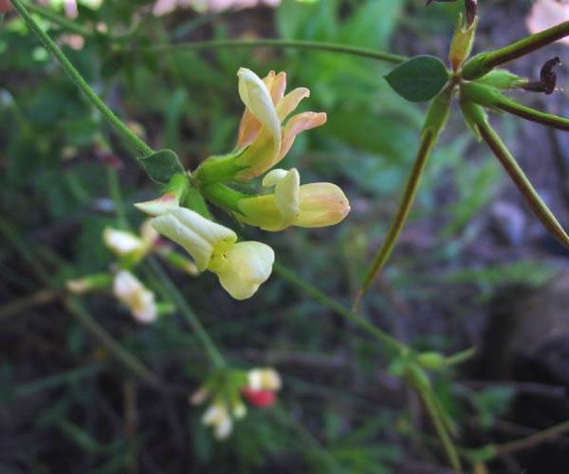 Chaparral Bird's-Foot Trefoil photo 3