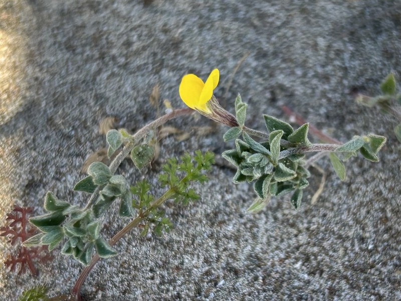 Lotus halophilus photo 2