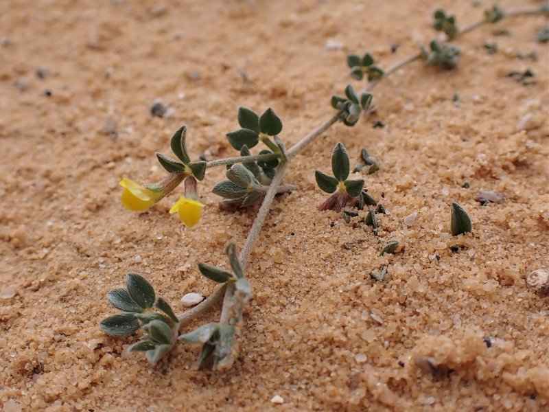 Lotus halophilus