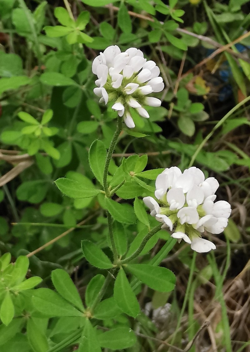 Lotus herbaceus
