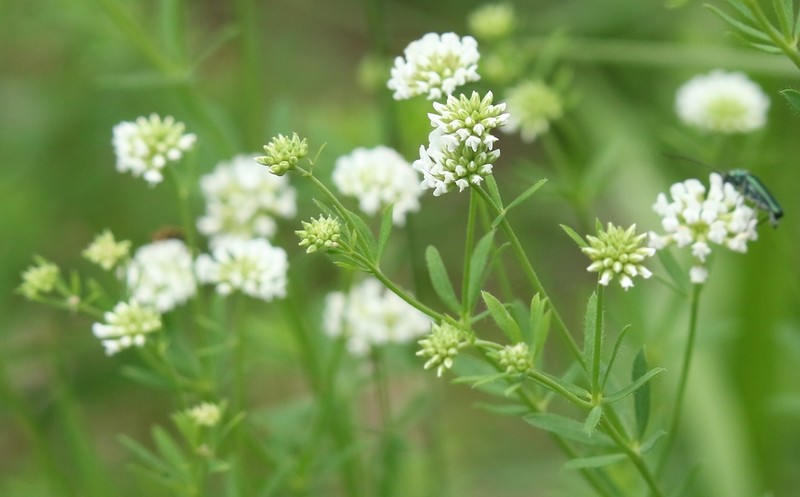 Lotus herbaceus photo 5