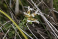 Hairy Canary-Clover