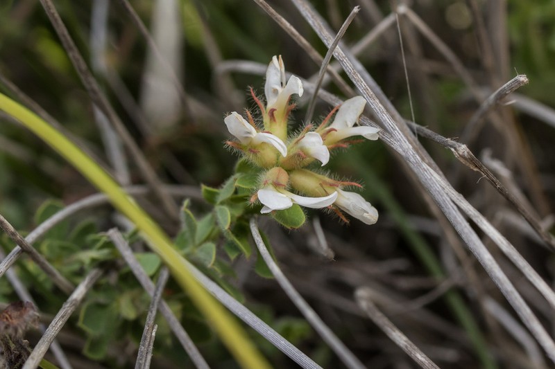 Hairy Canary-Clover