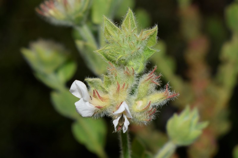 Hairy Canary-Clover photo 7