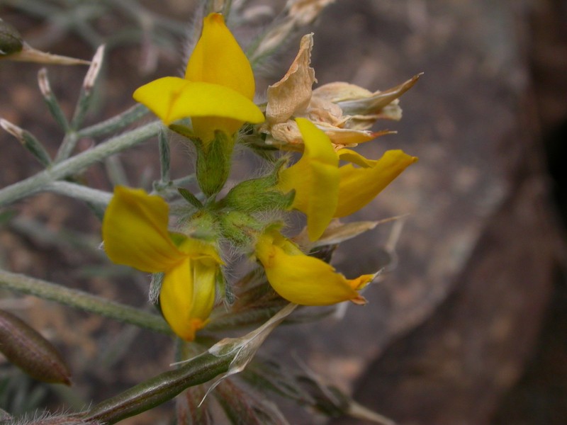 Lotus holosericeus photo 5