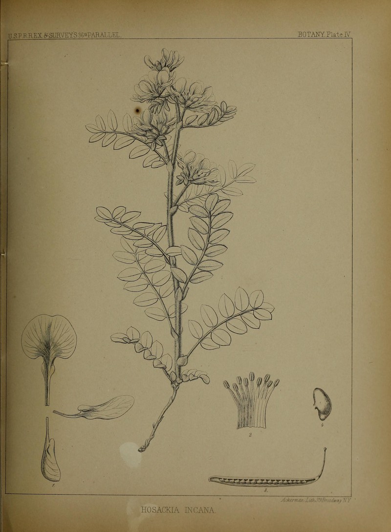 Woolly Bird's-Foot Trefoil