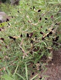 Lotus jacobaeus