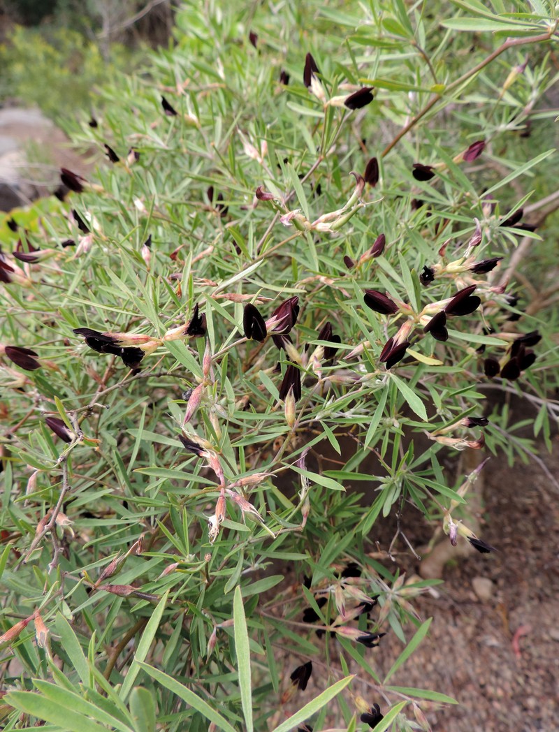 Lotus jacobaeus