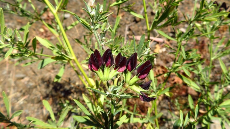 Lotus jacobaeus photo 4