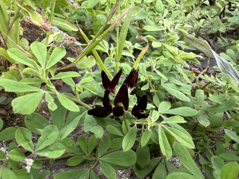 Lotus jacobaeus photo 5