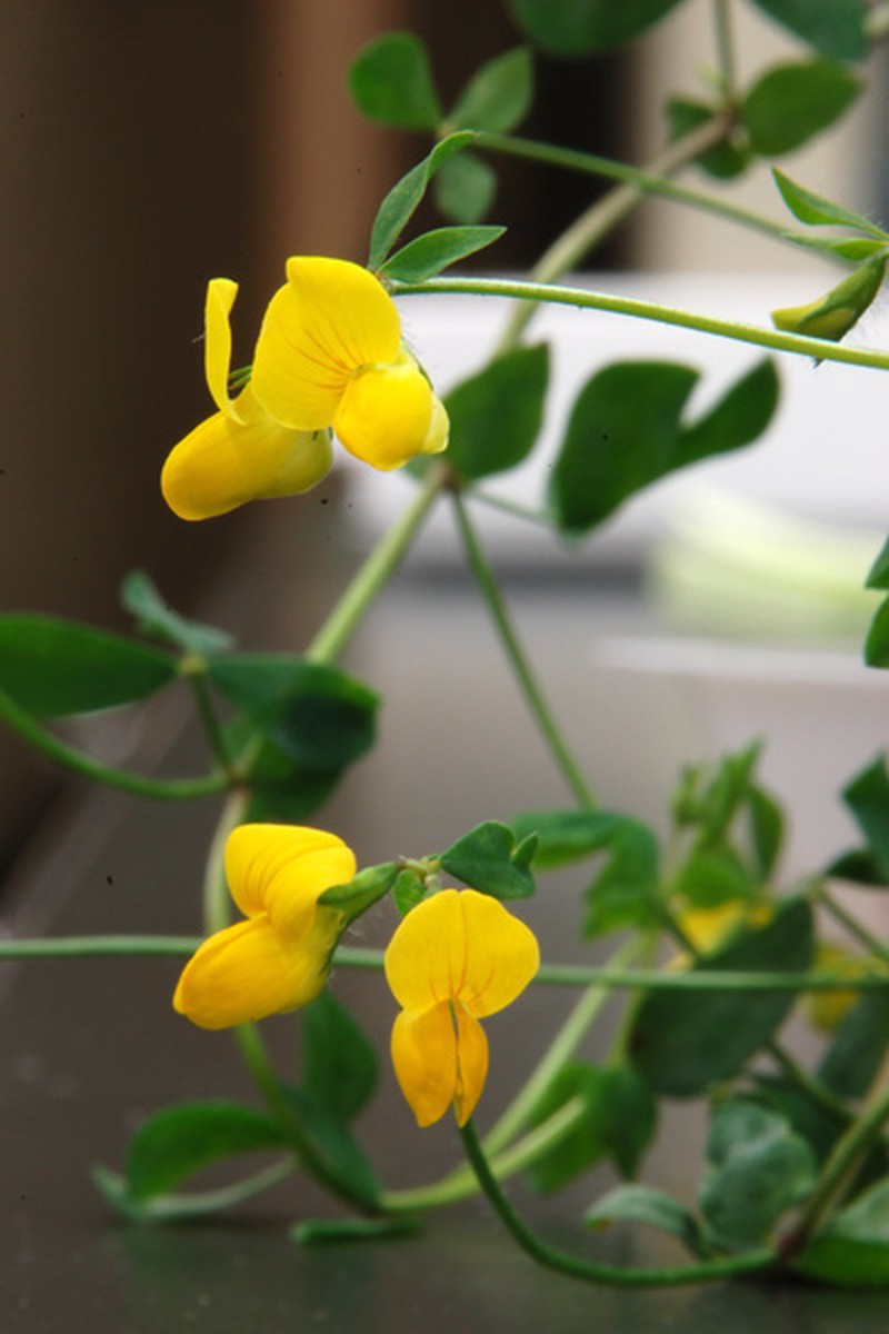 Lotus japonicus