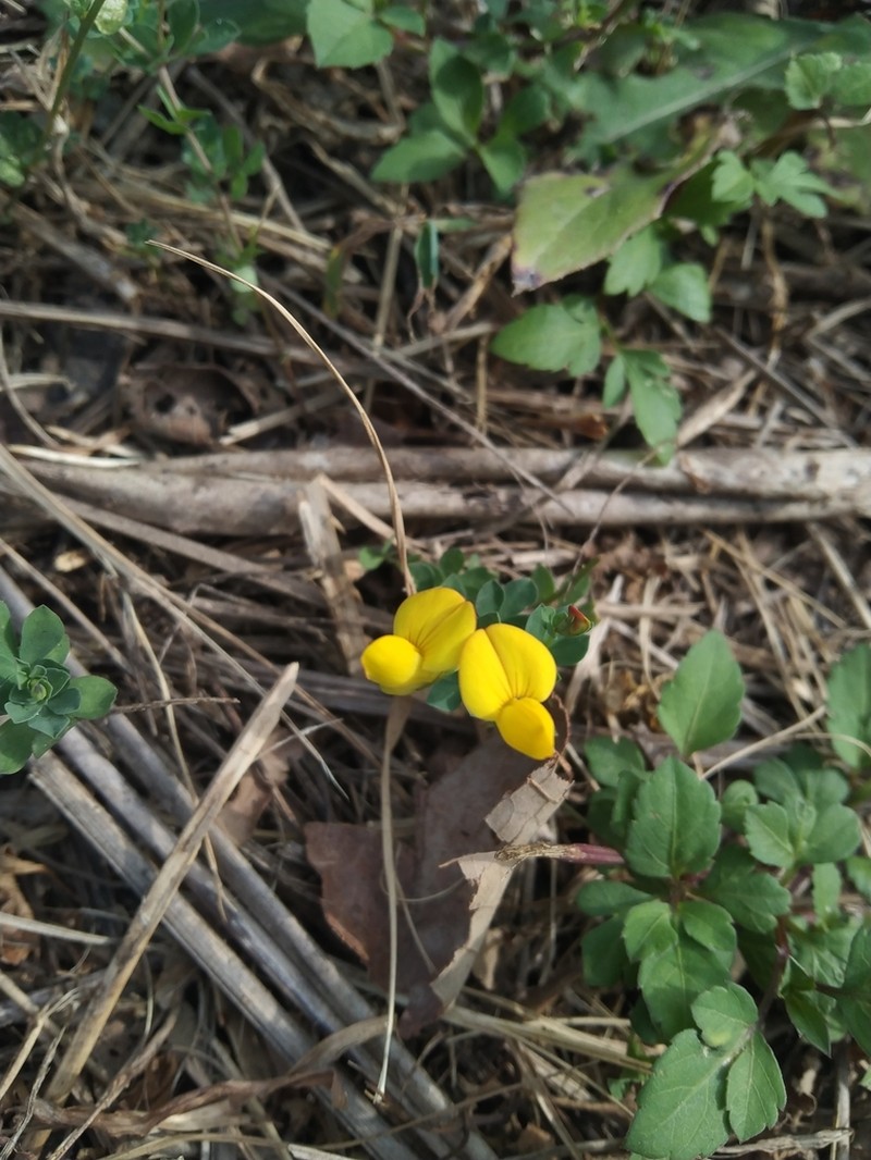 Lotus japonicus photo 2