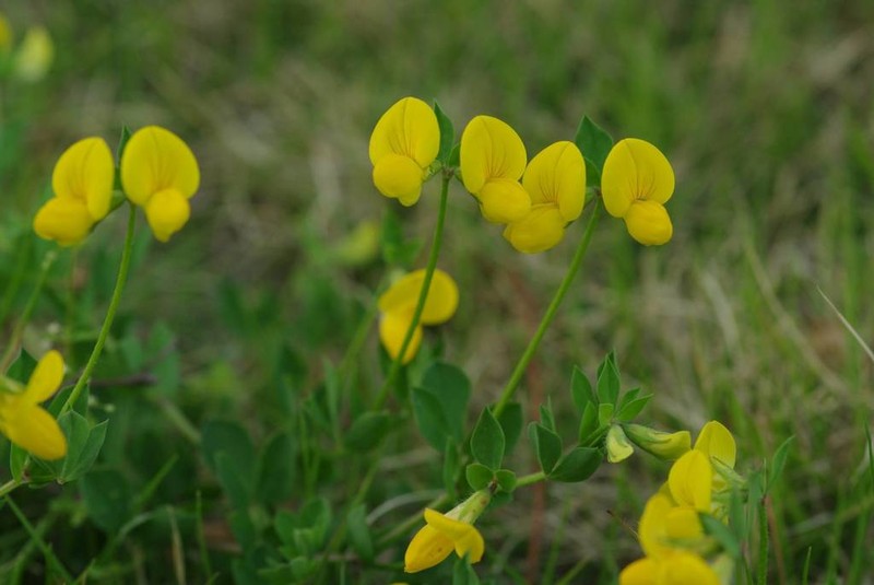 Lotus japonicus photo 3