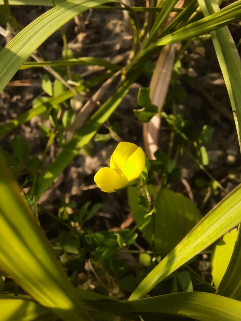 Lotus japonicus photo 4