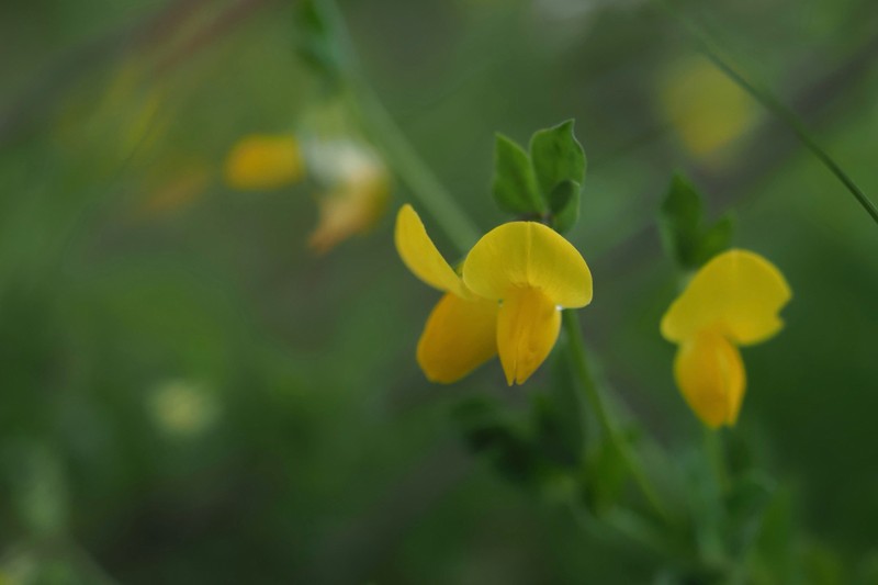 Lotus japonicus photo 6