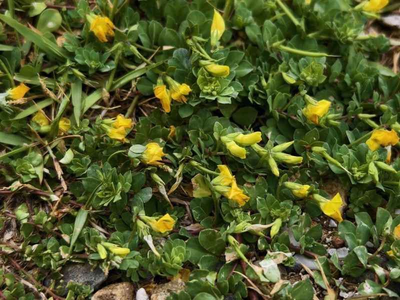 Lotus japonicus photo 7