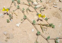 Lotus jolyi
