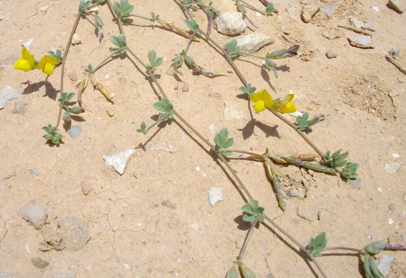 Lotus jolyi