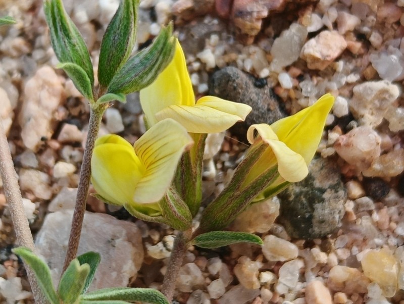 Lotus jolyi photo 3