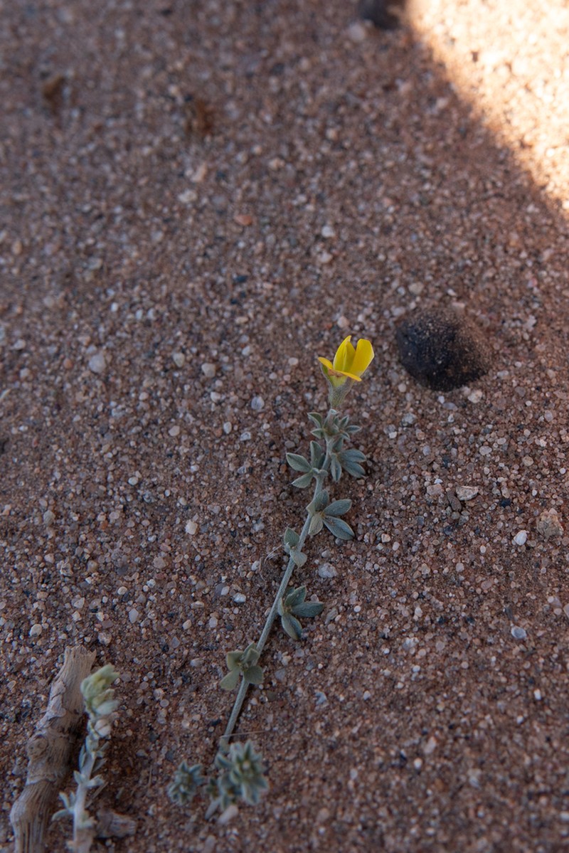 Lotus jolyi photo 5