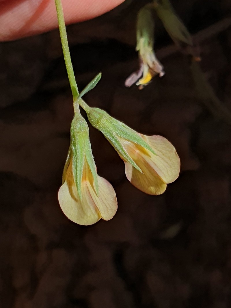Lotus jolyi photo 6