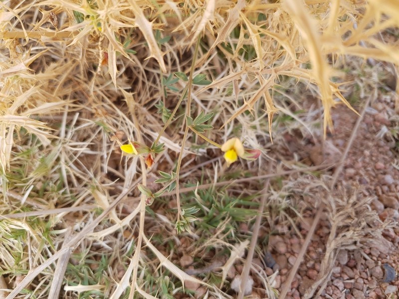 Lotus jolyi photo 8
