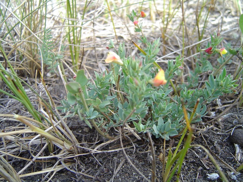 Lotus krylovii photo 2