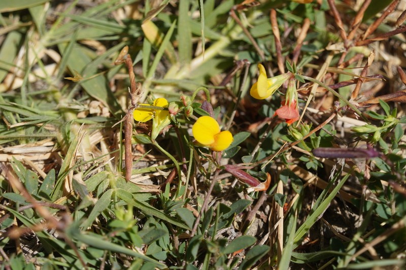 Lotus krylovii photo 3
