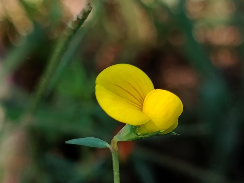 Lotus krylovii photo 8