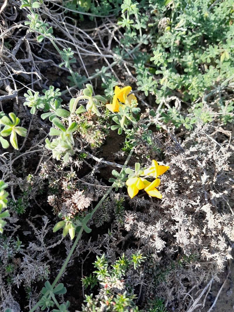 Lotus kunkelii photo 2