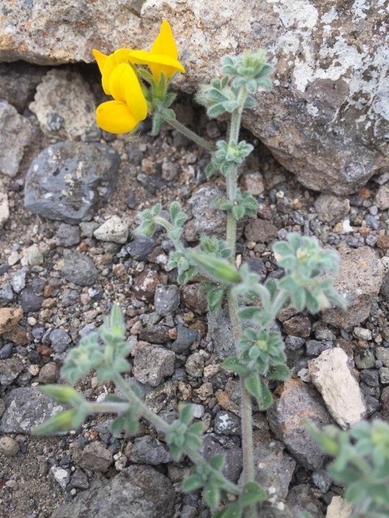 Lotus kunkelii photo 8