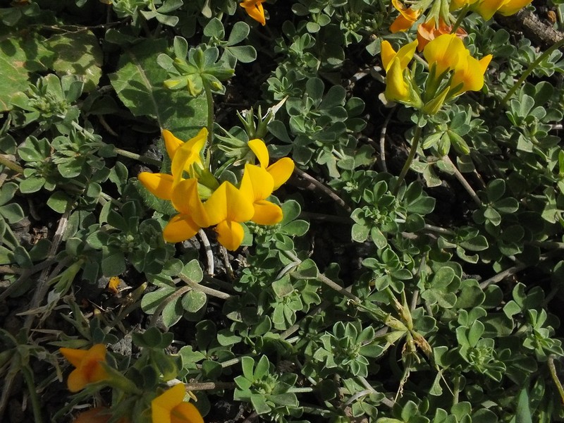 Lotus lancerottensis photo 5