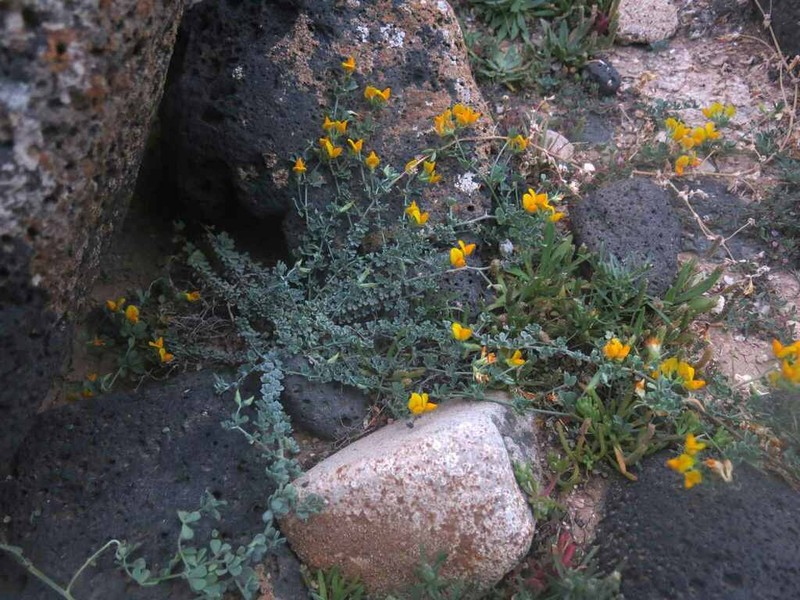 Lotus lancerottensis photo 6