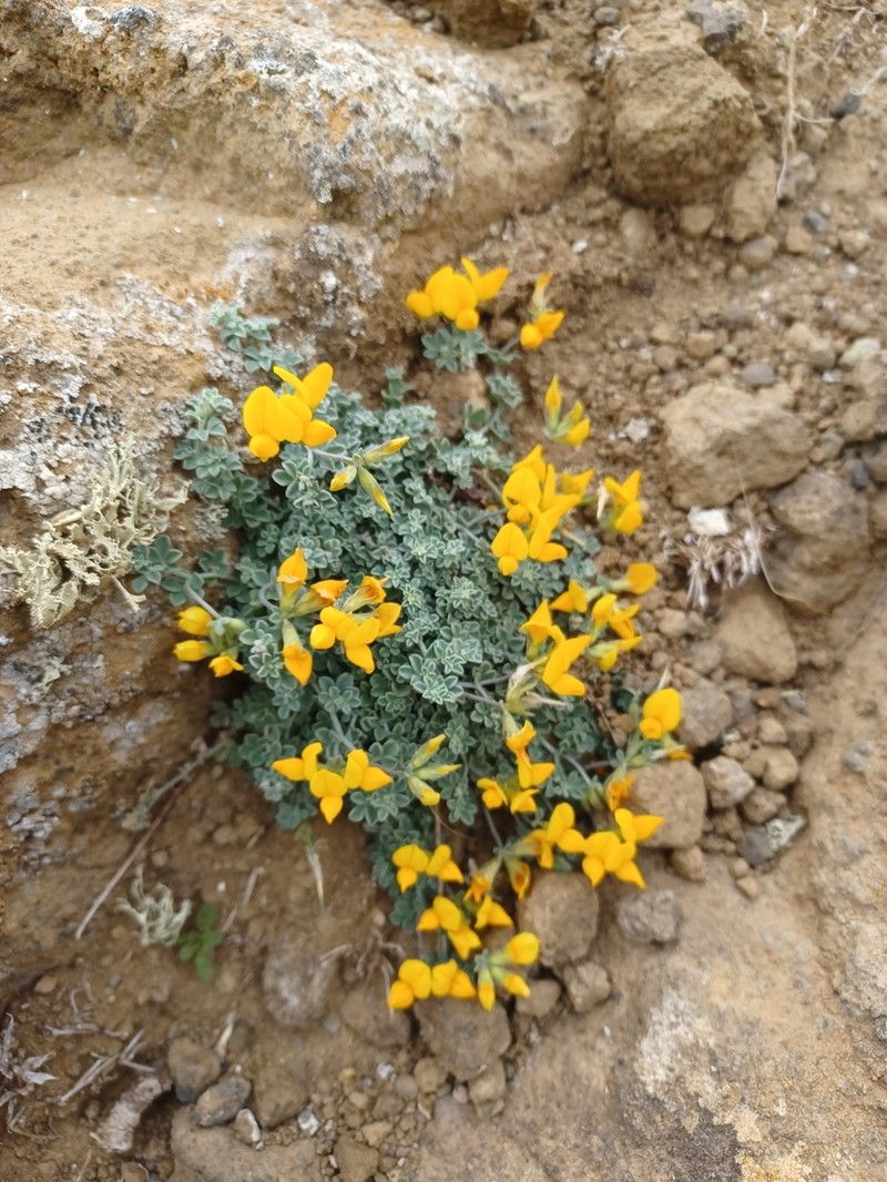 Lotus lancerottensis photo 7
