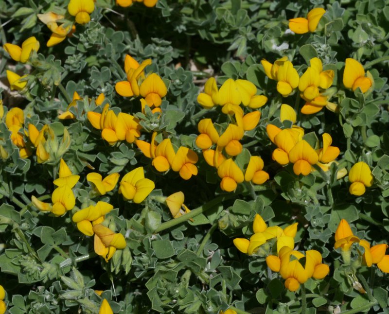 Lotus lancerottensis