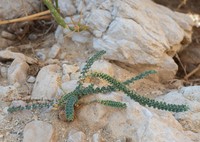 Lotus lanuginosus