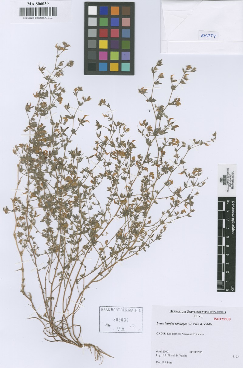 Lotus lourdes-santiagoi