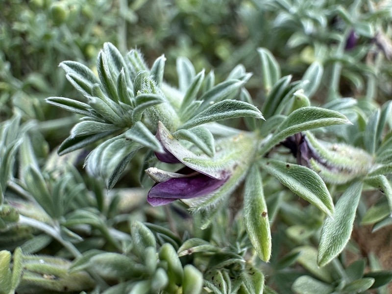 Lotus loweanus photo 5