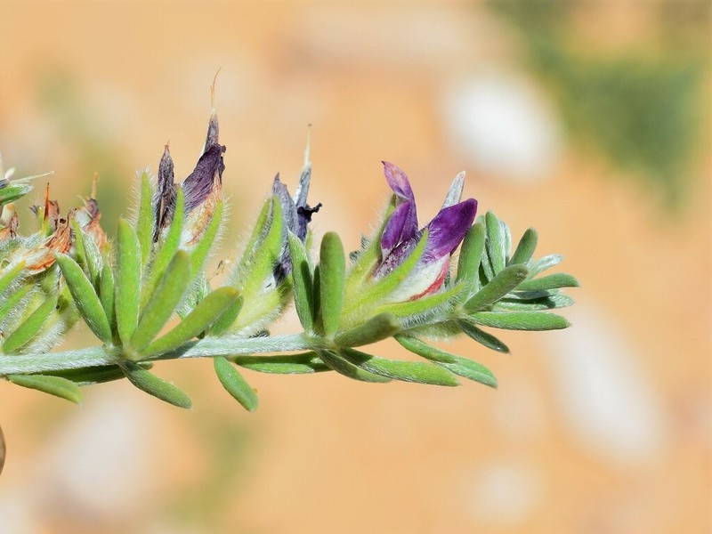 Lotus loweanus photo 8
