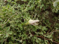Lotus macranthus