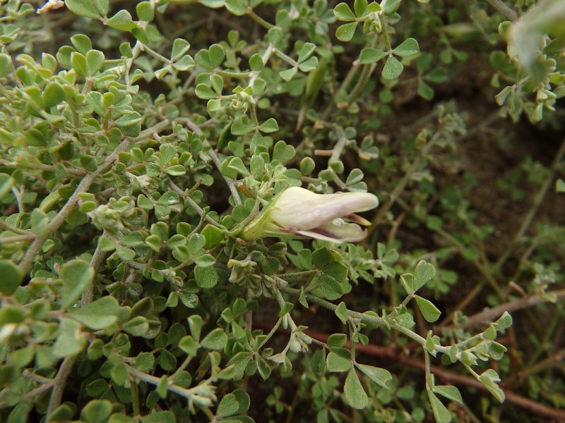 Lotus macranthus
