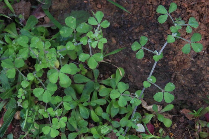 Lotus macranthus photo 3