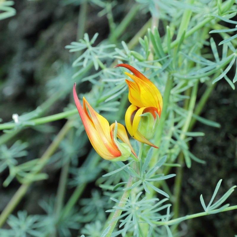 Lotus maculatus