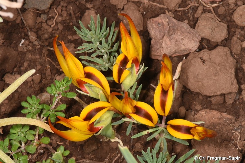 Lotus maculatus photo 5