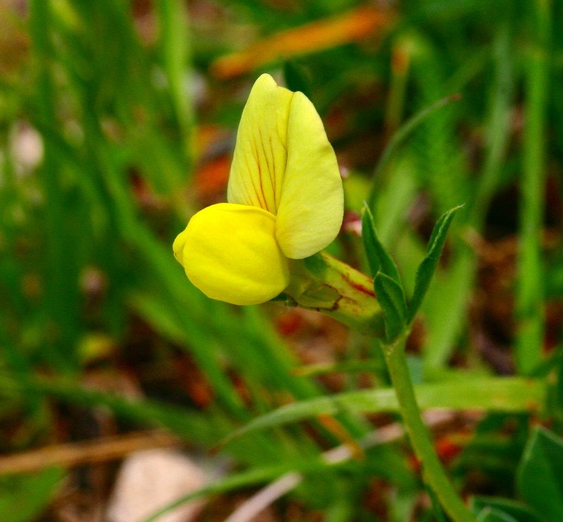 Lotus maritimus photo 2