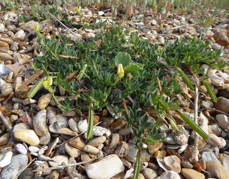 Lotus maritimus photo 4
