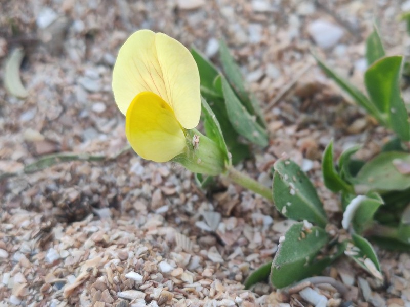 Lotus maritimus photo 5