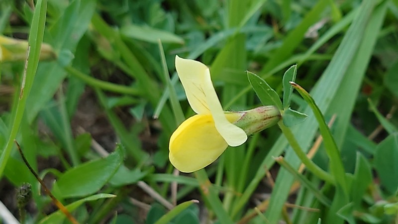 Lotus maritimus photo 6