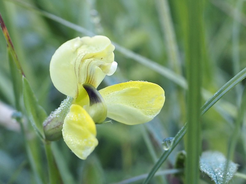 Lotus maritimus photo 7